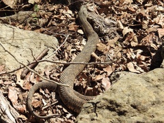 Nerodia rhombifer