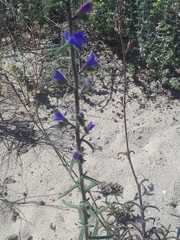 Echium gaditanum