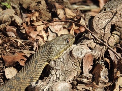 Nerodia rhombifer