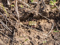 Cicindela soluta
