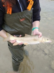 Luciobarbus albanicus