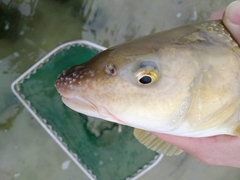 Luciobarbus albanicus