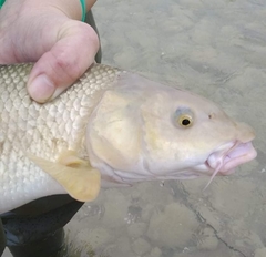 Luciobarbus albanicus