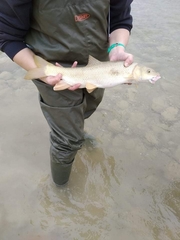 Luciobarbus albanicus