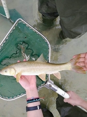 Luciobarbus albanicus