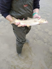 Luciobarbus albanicus