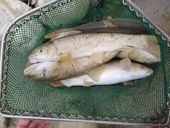 Luciobarbus albanicus