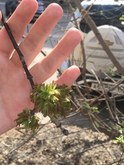 Acer negundo