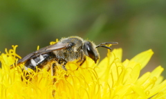 Lasioglossum sexnotatum