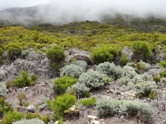 Seriphium passerinoides