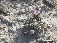 Astragalus phoenix