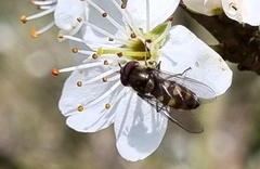 Parasyrphus punctulatus
