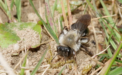 Grey-backed Mining Bee, Wageningen, Nederland, photo 5 of 10