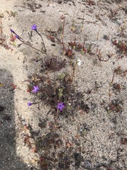Gilia tenuiflora