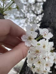 Pyrus calleryana