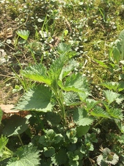 Urtica dioica