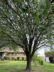 Pyrus calleryana