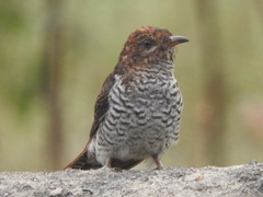 Cacomantis passerinus