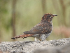 Cacomantis passerinus