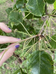 Pyrus calleryana