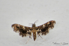 Diasemiodes eudamidasalis
