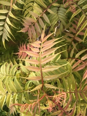 Sorbaria