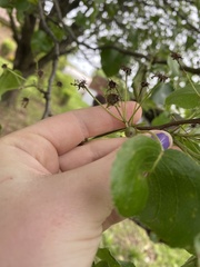 Pyrus calleryana