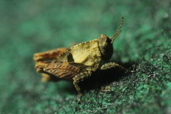 Tetrix tenuicornis