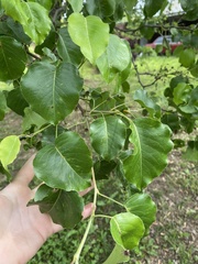 Pyrus calleryana