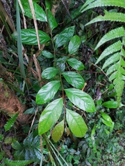 Glochidion acuminatum
