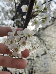 Pyrus calleryana