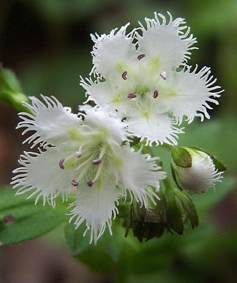 Phacelia fimbriata