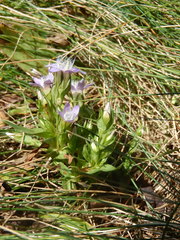 Gentianella germanica