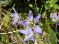Gentianella germanica