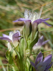 Gentianella germanica