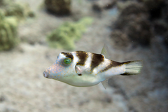Canthigaster coronata