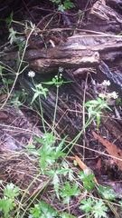Hydrocotyle geraniifolia