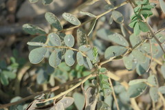 Senna italica