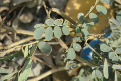 Senna italica