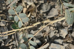 Senna italica