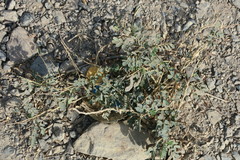 Senna italica