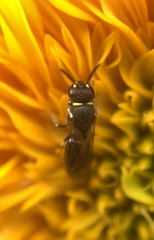Hylaeus affinis