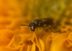 Hylaeus affinis