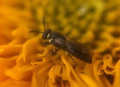 Hylaeus affinis