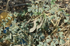 Senna italica