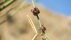 Periploca aphylla