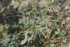 Senna italica