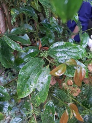 Cryptocarya chinensis