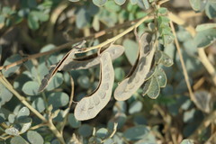 Senna italica