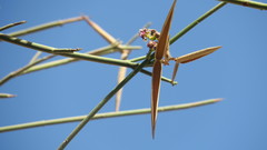 Periploca aphylla